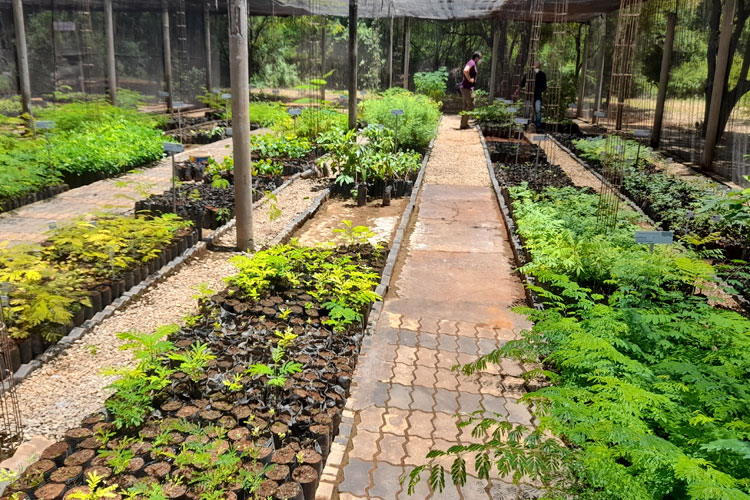 Brumado: Centro de Referência Ambiental da Magnesita cria viveiro de mudas nativas para doações