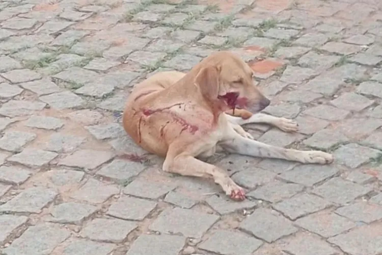 Equipe de Futsal mobiliza campanha contra maus tratos a animais em Rio de Contas