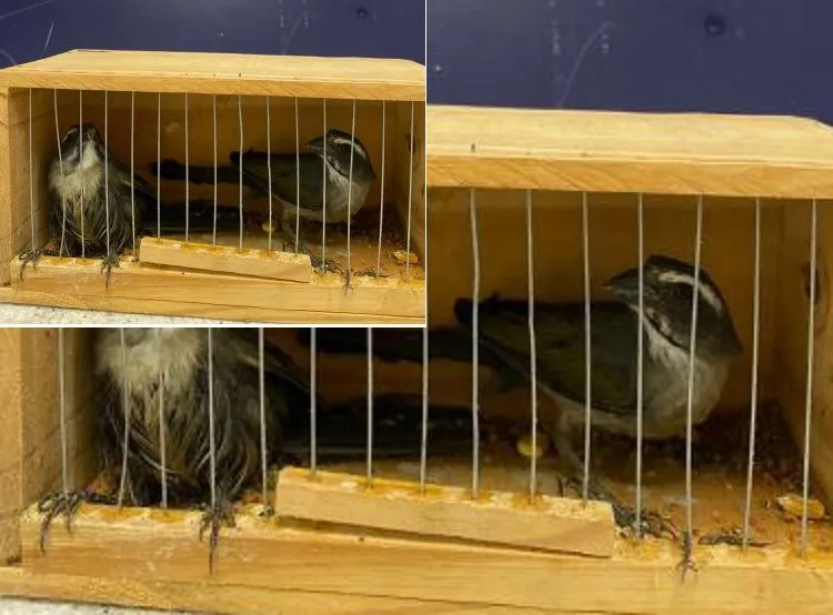 PRF resgata pássaros silvestres transportados irregularmente em Vitória da Conquista