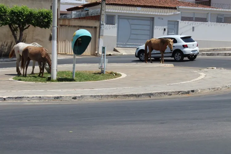 Sesau intensifica ações para recolher animais das ruas de Brumado