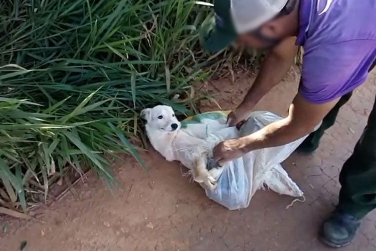 Cães são amarrados em sacos plásticos para morrer