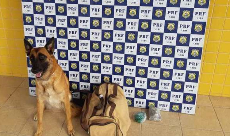 Jovem é preso após cão farejador encontrar drogas em ônibus de turismo no interior da Bahia