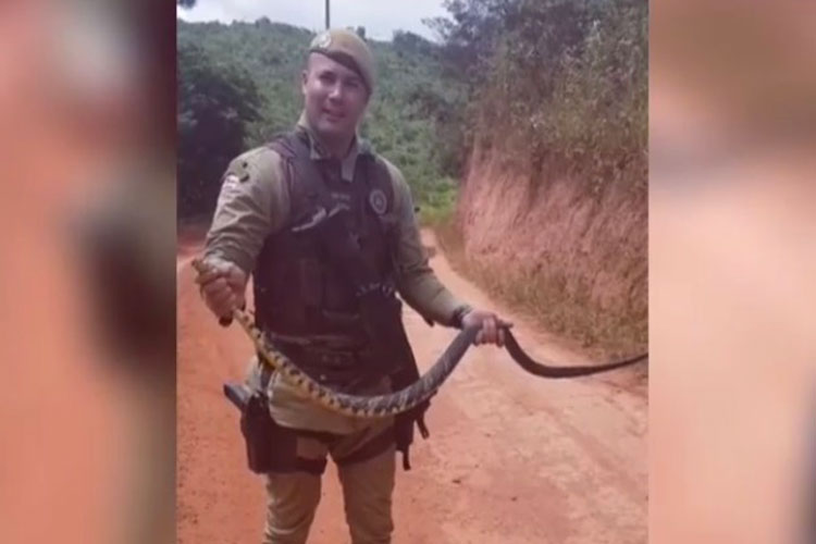 Policiais militares capturam cobra com cerca de 2,5 metros na zona rural de Ibicoara