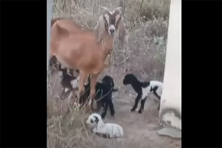 Caso Raro: Cabra dá à luz a cinco filhotes em comunidade rural de Boquira