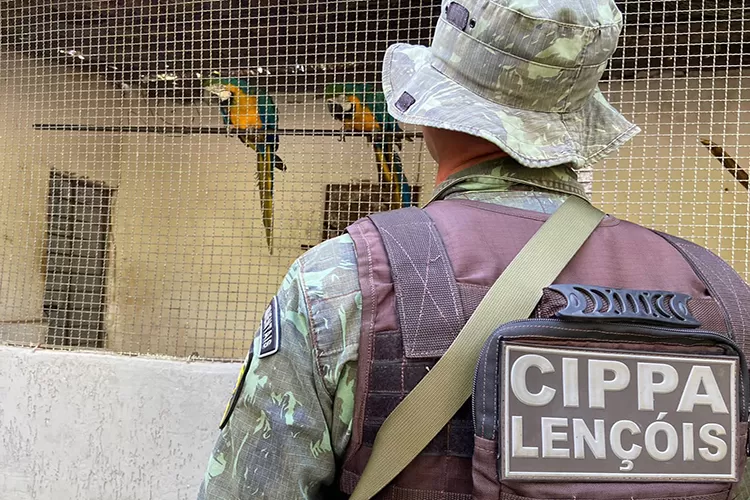 Polícia Ambiental resgata aves silvestres em cativeiro em Brumado