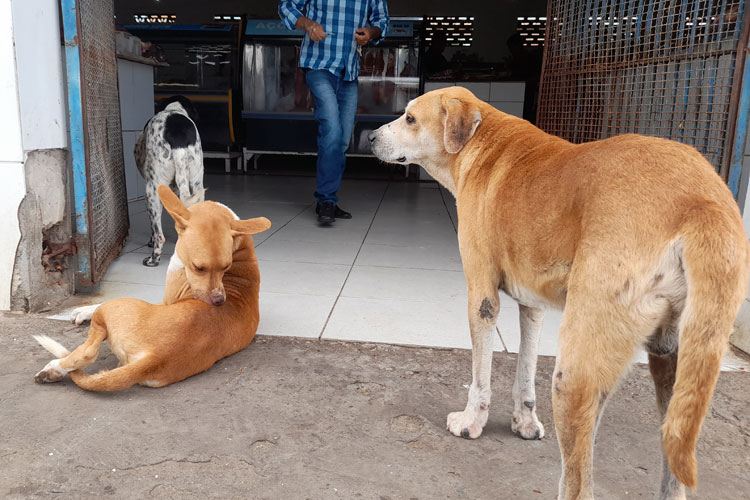 Brumado: Vigep planeja identificar cães e gatos de rua e manter controle de vacinação