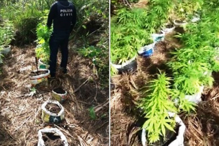 Polícia encontra plantação de maconha em fazenda em Ibicoara