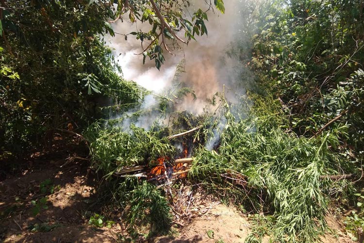 Quase 40 mil pés de maconha são destruídos após operação no norte da Bahia