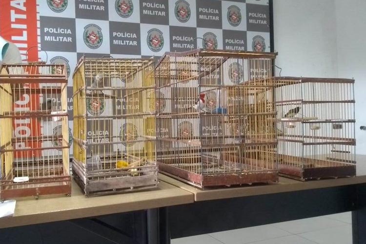 Homem engole pássaro para evitar ser preso por maus-tratos a animais
