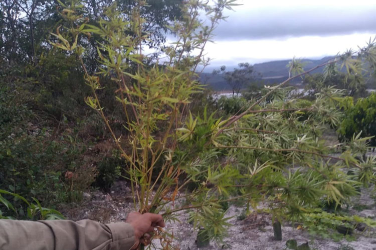 Polícia apreende pés de maconha em sítio na cidade de Rio de Contas