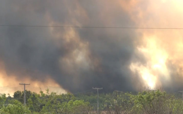 Área de plantação de eucalipto é atingida por incêndio em Vitória da Conquista