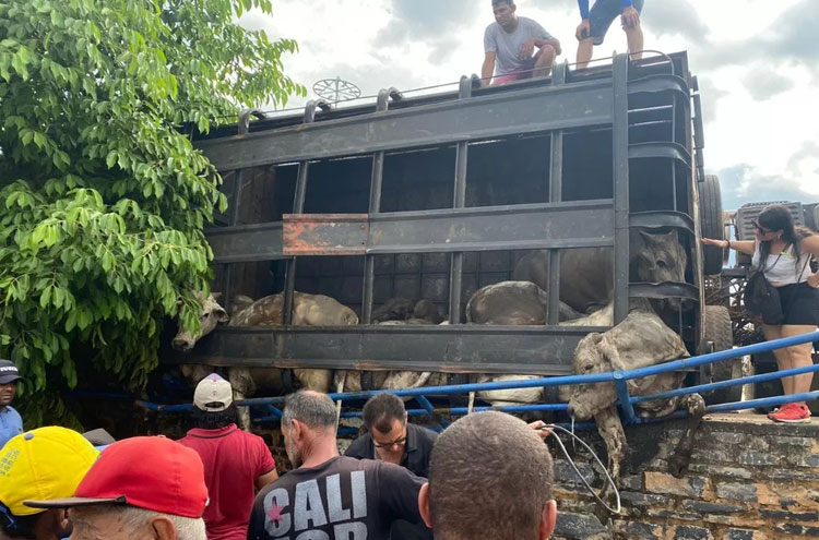 Caminhão que levava gado tomba e deixa animais mortos na BA-575