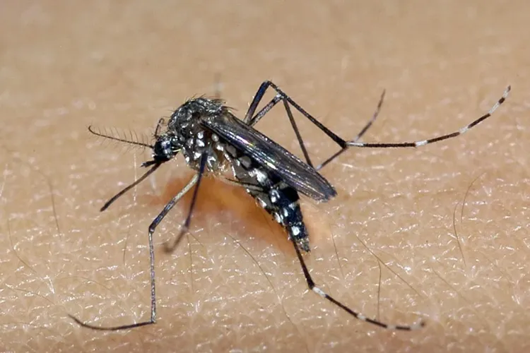 Dengue: Sesab confirma mortes em Conquista, Macaúbas, Tanque Novo e Palmas de Monte Alto