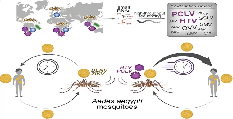 Pesquisadores identificam vírus que amplificam transmissão da dengue