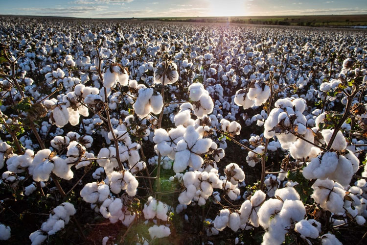 Guanambi: Colheita do algodão tem início antecipado e perspectiva para safra é boa