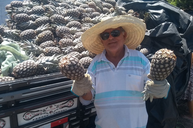 Abacaxi de Itaberaba ganha preferência dos consumidores de Brumado