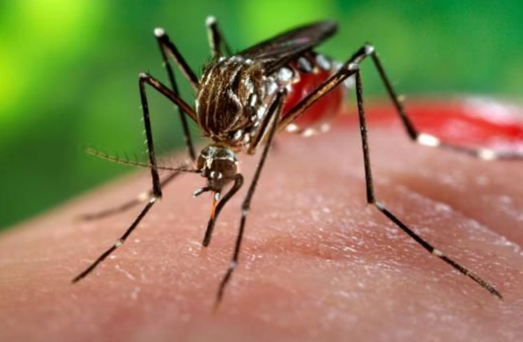 Chikungunya poderá ter novo surto nos próximos dois anos, alertam pesquisadores