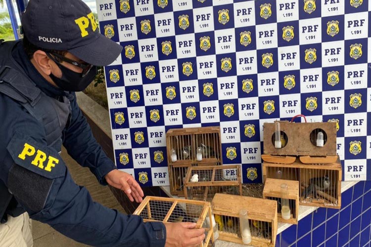 25 pássaros que estavam dentro de mochila fechada são resgatados na BR-116 em Vitória da Conquista