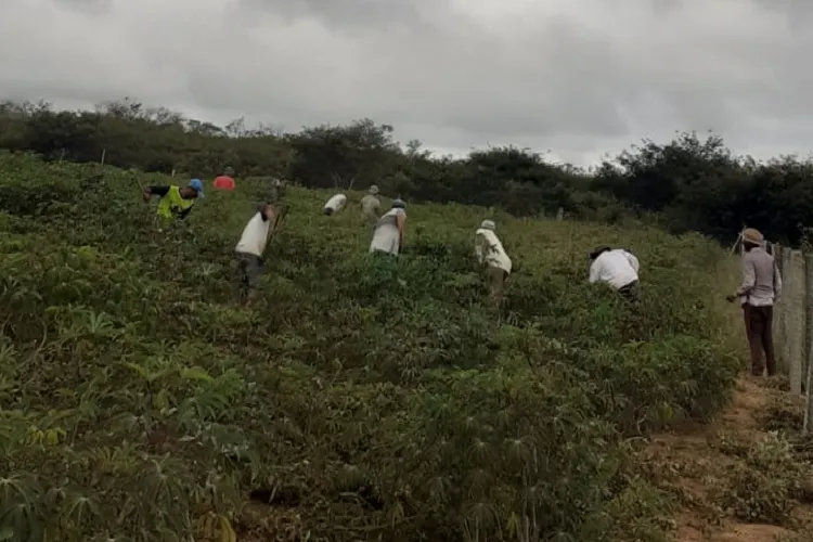 Maniveiro fortalece produção de mandioca da agricultura familiar em Condeúba
