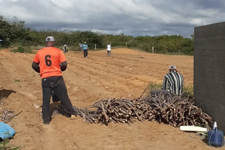 Maniveiro fortalece produção de mandioca da agricultura familiar em Condeúba