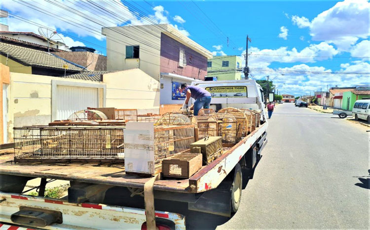 Operação apreende 150 animais em condições de maus-tratos em Vitória da Conquista