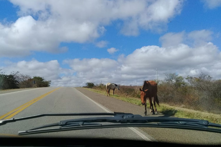 Motoristas cobram providências com animais soltos nas BA´s 148 e 262 em Brumado