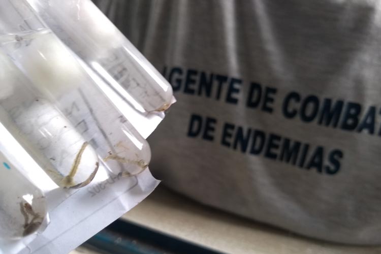 Brumado registra cinco casos de dengue com índice de infestação do mosquito em 5,2