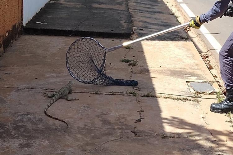 Iguana é resgatada após aparecer em calçada de rua em Barreias