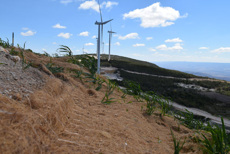 Empreendimento eólico faz replantio de árvores e plantas nativas na Serra das Araras em Brumado