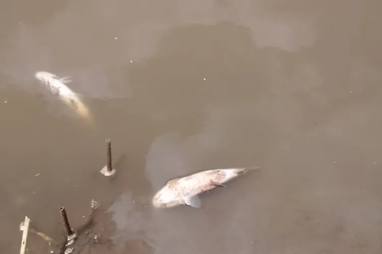 Brumado: Lagoa interditada há 60 dias após morte de peixes sem laudo da análise de água