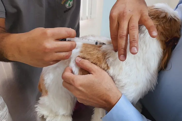 Com surto de virose canina, veterinário lança campanha de vacinação em Brumado