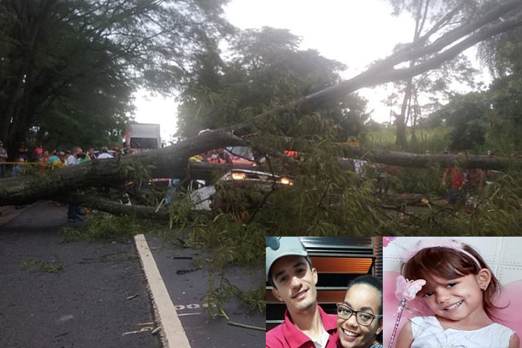 Pai, mãe e filha de 5 anos morrem após carro ser esmagado por árvore em rodovia paulista