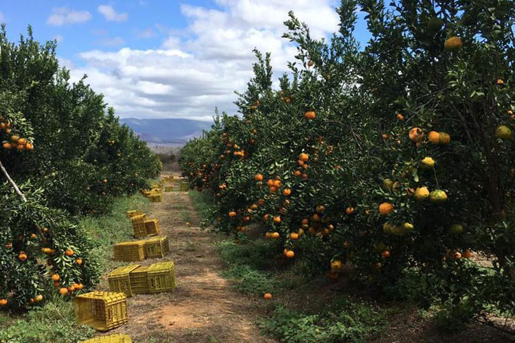 Vende-se fazenda com 400 hectares no Distrito de Cristalândia em Brumado