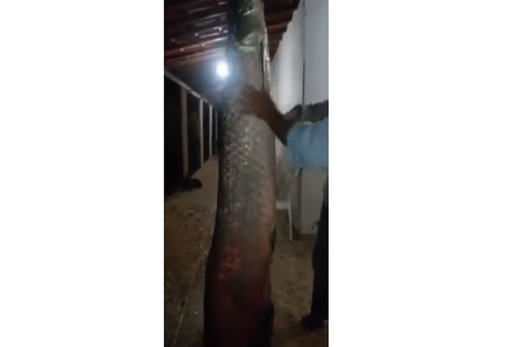 Pescadores capturam pirarucu de 69 kg na zona rural de Livramento de Nossa Senhora