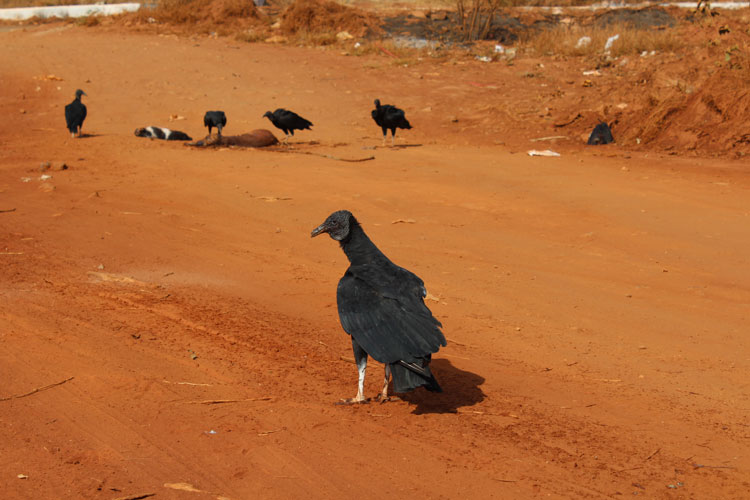 Brumado: Urubus morrem contaminados ao ingerir animais envenenados