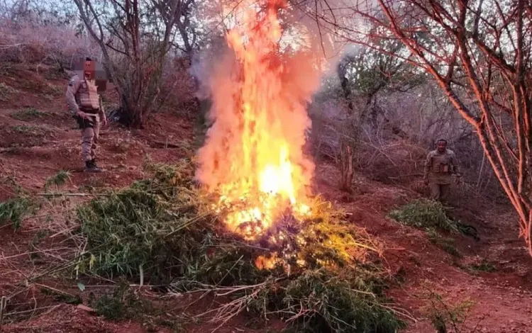 Plantação de 4 mil pés de maconha é destruída no norte da Bahia