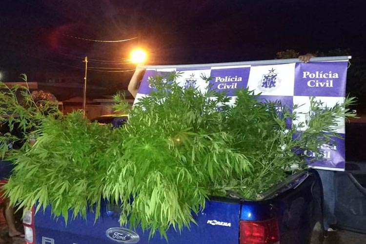 Polícia apreende 50 pés de maconha em zona rural na Chapada Diamantina