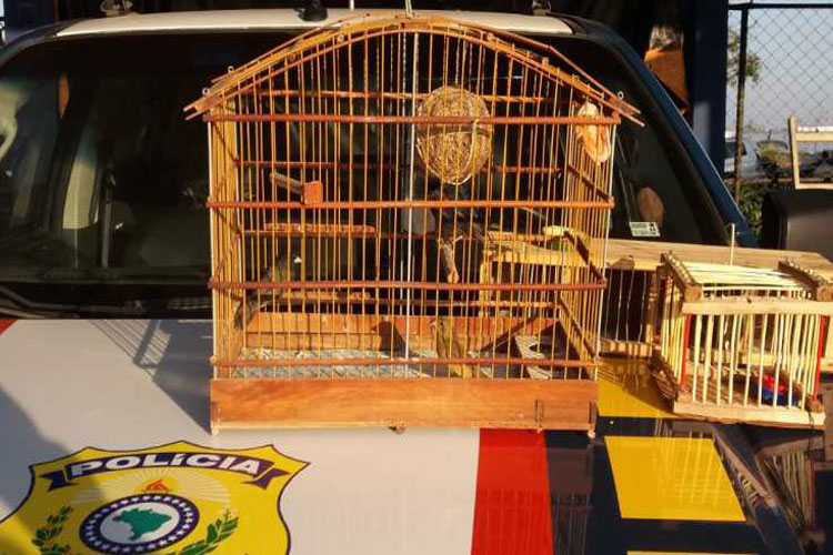 Pássaros silvestres são resgatados pela PRF em Vitória da Conquista