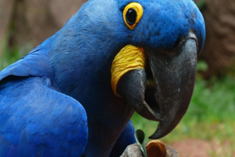 Câmara aprova pena maior para crimes contra animes silvestres