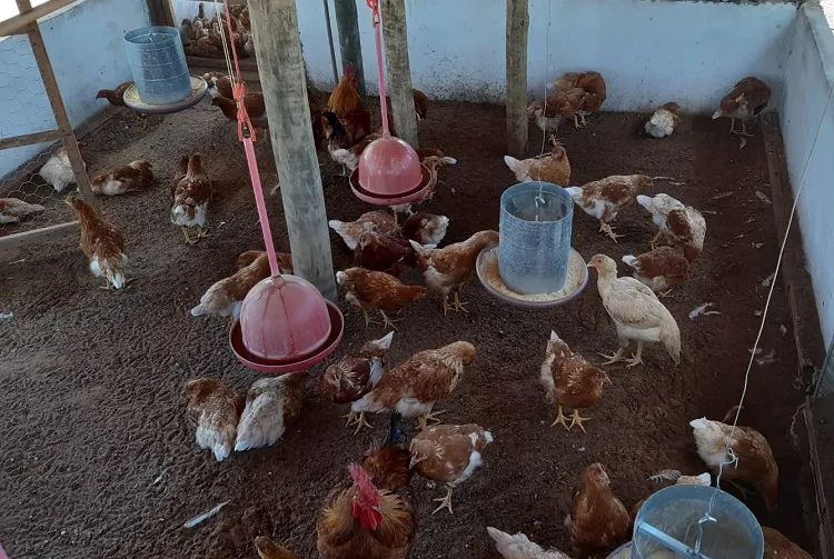 Assistência técnica fortalece criação de galinhas caipiras em Palmas de Monte Alto