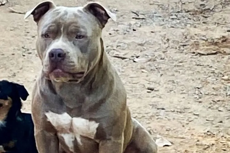 Livramento de Nossa Senhora: Pitbull morre após ser picado por cobra e salvar duas crianças