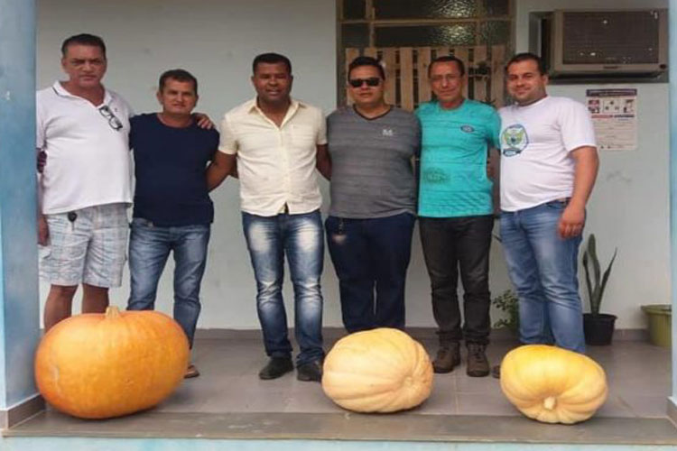 Abóbora gigante é colhida por empresário em sítio da cidade de Guanambi