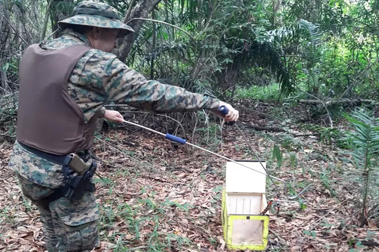 Polícia Militar Ambiental resgata duas serpentes da espécie Coral em Lençóis