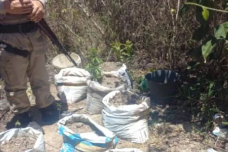 Polícia Militar localiza e destrói plantação de maconha em Barra da Estiva