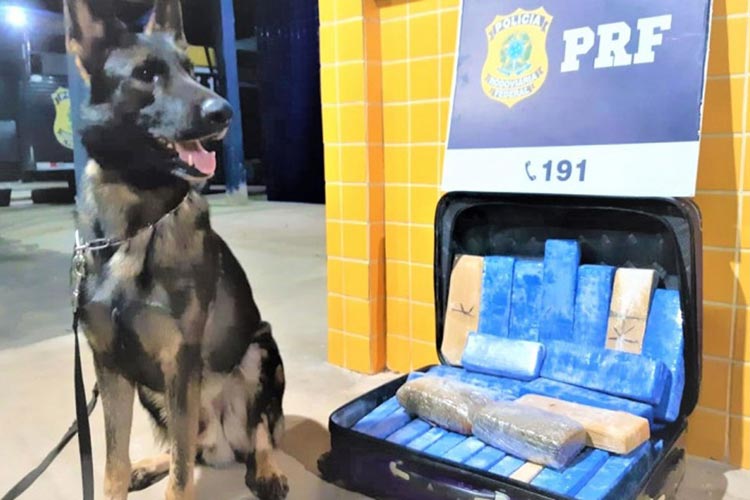 Três são presos e cerca de 22 kg de maconha apreendidos em dois ônibus na BR-242 em Barreiras