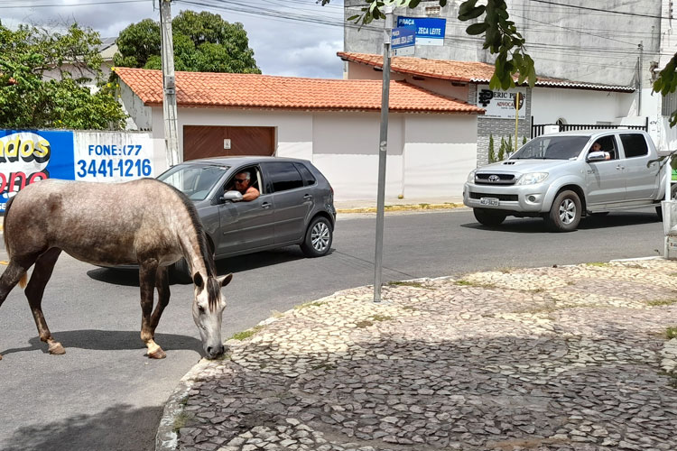 Brumado: Fazendo praça da prefeitura de pastagem, equinos quase provocam acidente de trânsito