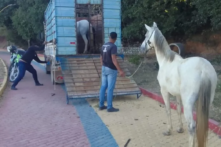 Superintendência de Trânsito de Guanambi apreende animais soltos em vias públicas