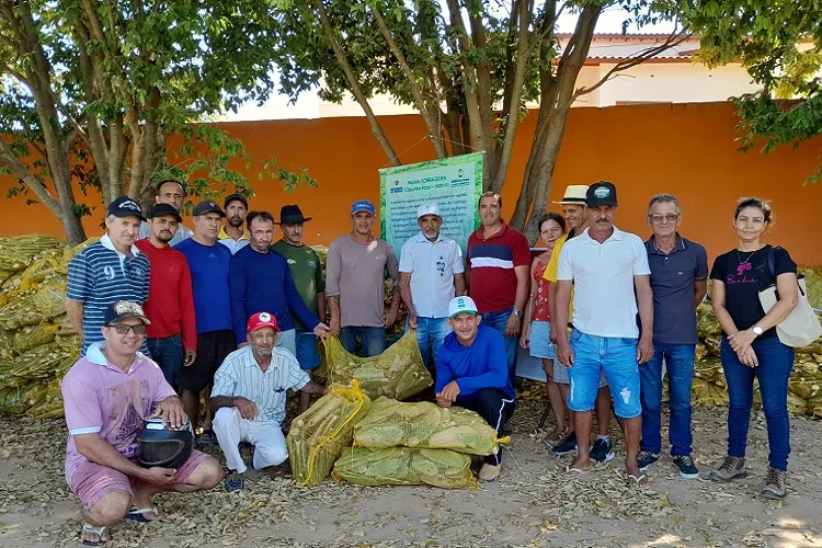 50 mil mudas de palma doce são distribuídas a produtores em Malhada de Pedras