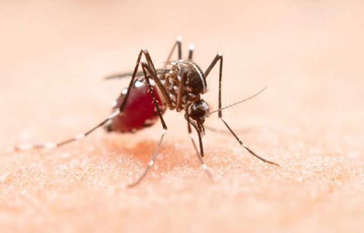 População de Vitória da Conquista e Manoel Vitorino precisa ficar alerta contra o Aedes aegypti