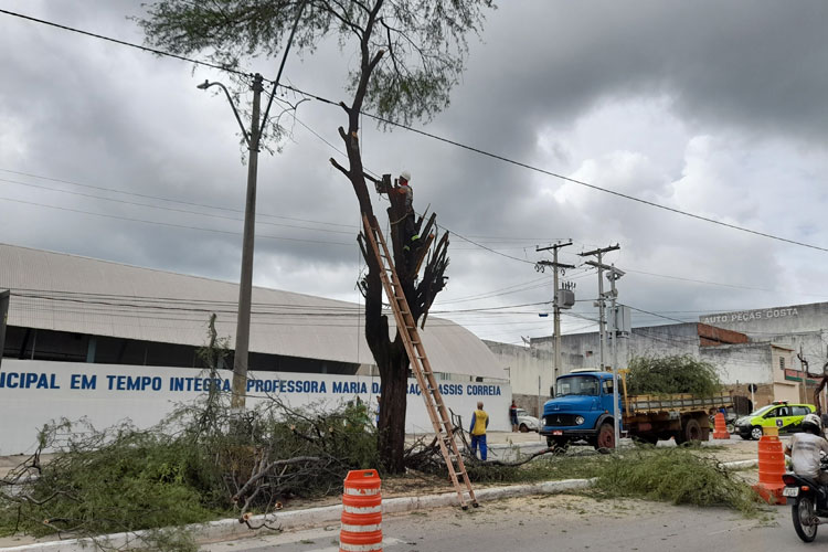 Brumado: Árvore doente é removida para dar visibilidade ao radar na Avenida Centenário